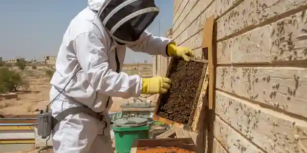 مكافحة النحل الكويت